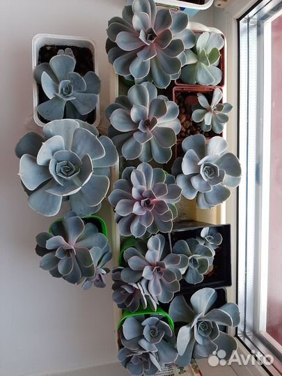 Суккуленты комнатные