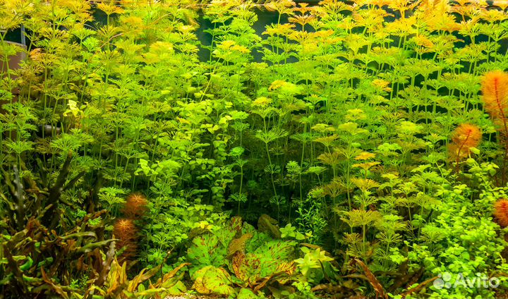Аквариумные растения