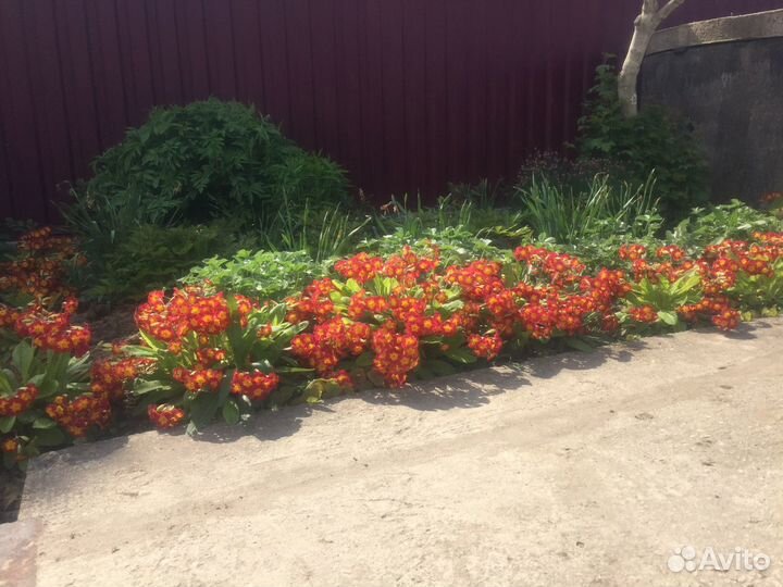 Примулы, луковичные растения