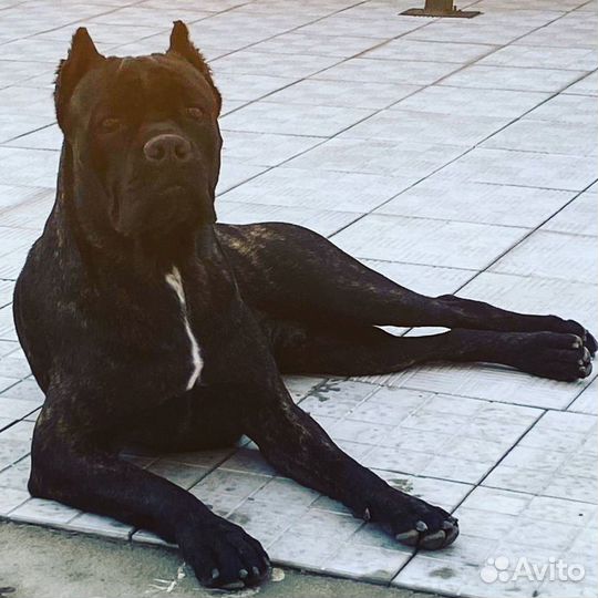 Отдам в добрые руки