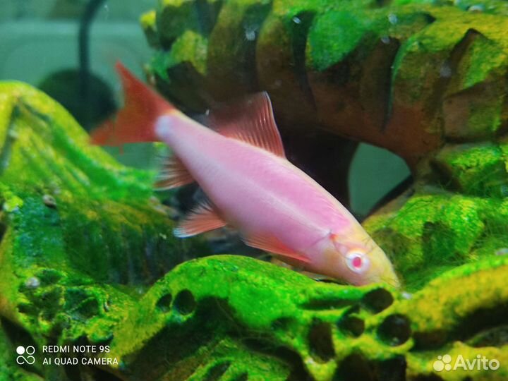 Аквариумные рыбки Лабео 8 см 1шт