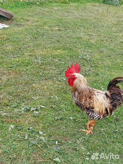 Петух Деревенский