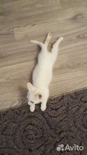 Кошка в дар
