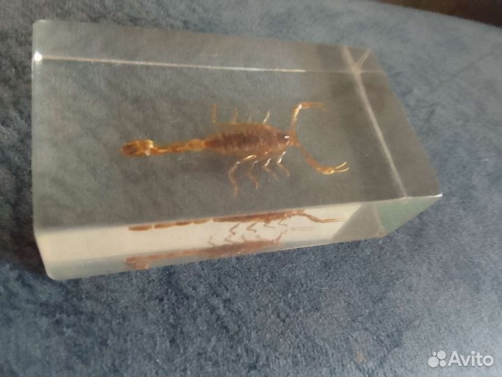 Скорпион в оргстекле