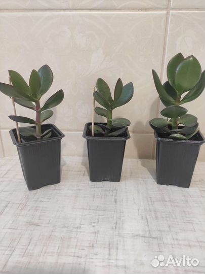 Толстянка, денежное дерево