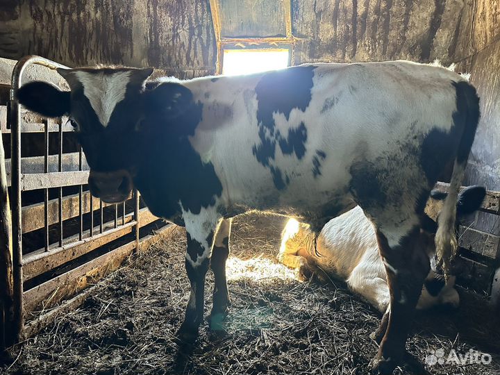 Бык и телята