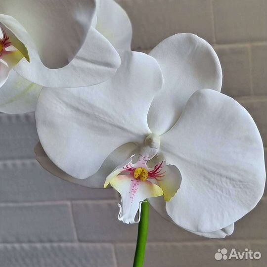 Орхидея белая - интерьерные цветы