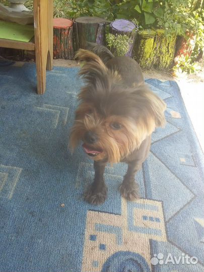 Йоркширский терьер