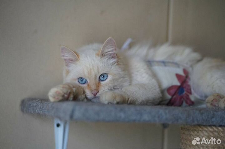 Кошка с васильковыми глазами