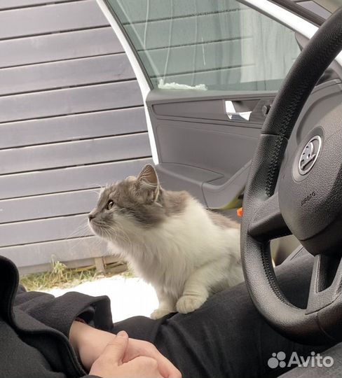 Кошка в добрые руки