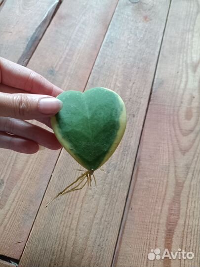 Хойя kerry вариегатная, суккуленты