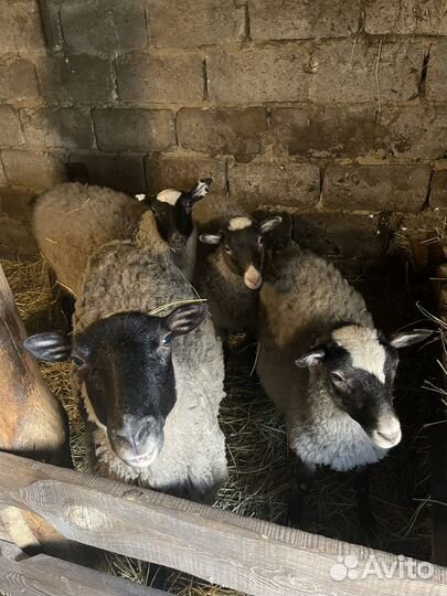 Овцы романовской породы