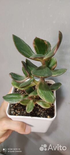 Крассула Триколор, Crosby's Compact, Сансевиерия