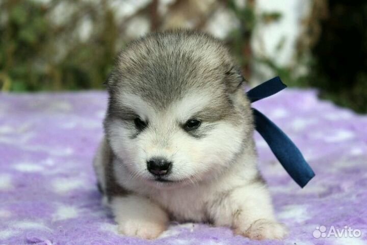 Щенки маламута с уникальной родословной