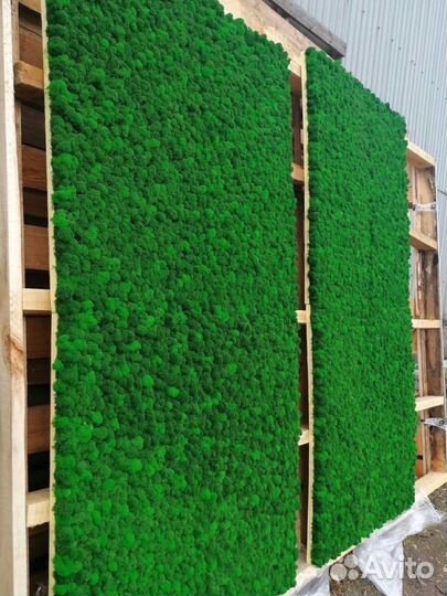 Стабилизированный мох, ягель, кочка, пласт, панно