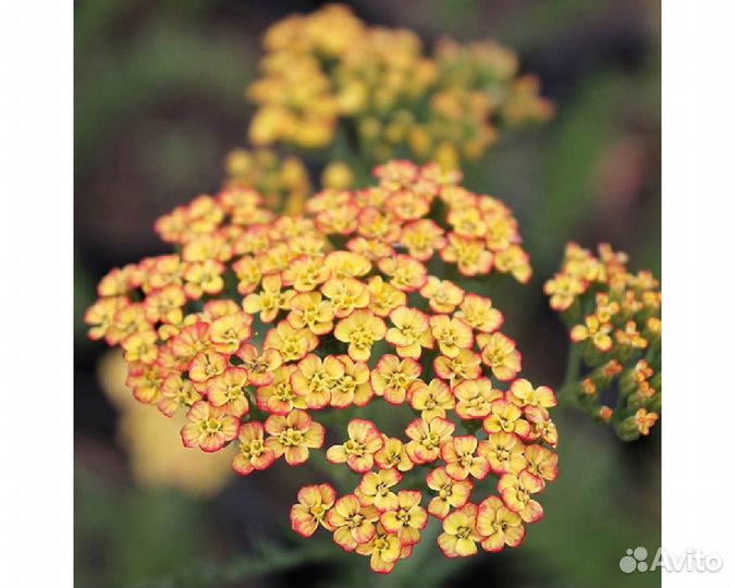 Тысячелистник обыкновенный Tricolor