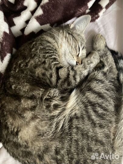 Кошка в добрые руки бесплатно