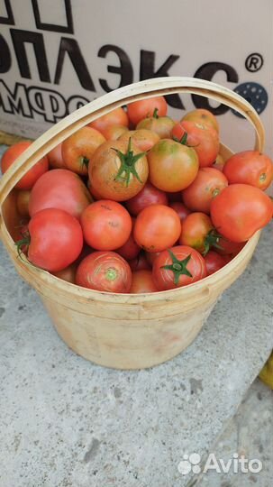 Помидоры