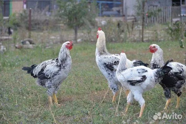 Петухи Юрловская голосистая