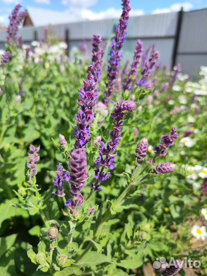 Саженцы Шалфей сиреневый