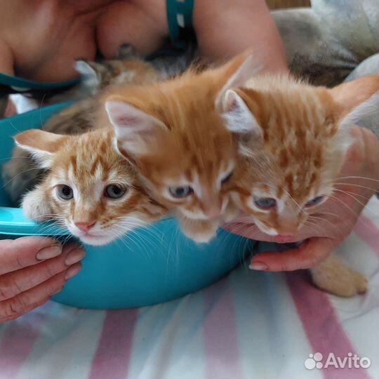 Кошка в дар бесплатно