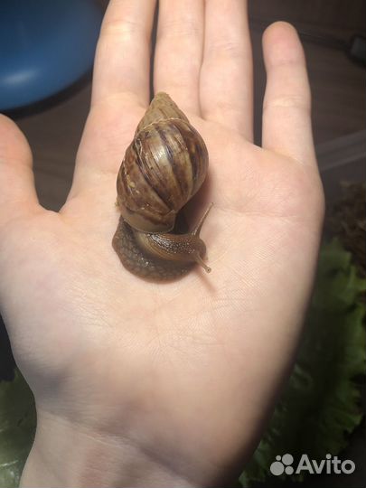 Улитка ахатина