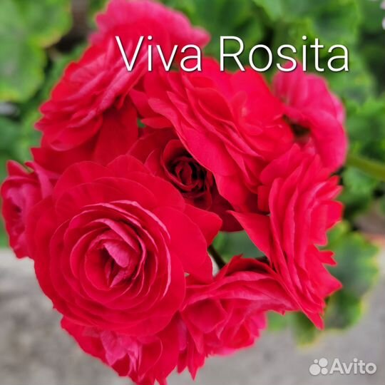 Пеларгония