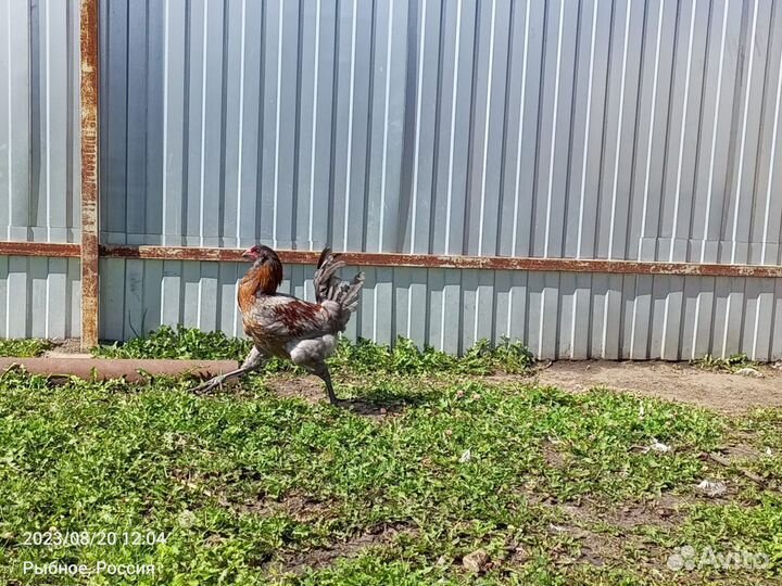 Индоутки Франция. Брама, амераукана петушки