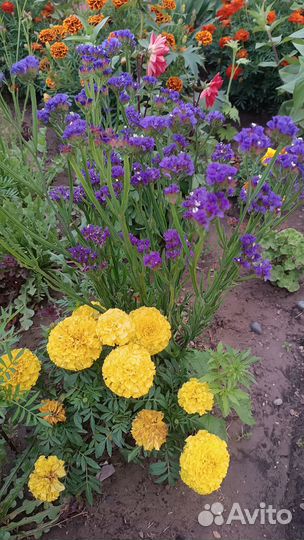 Гелихризум сухоцветы