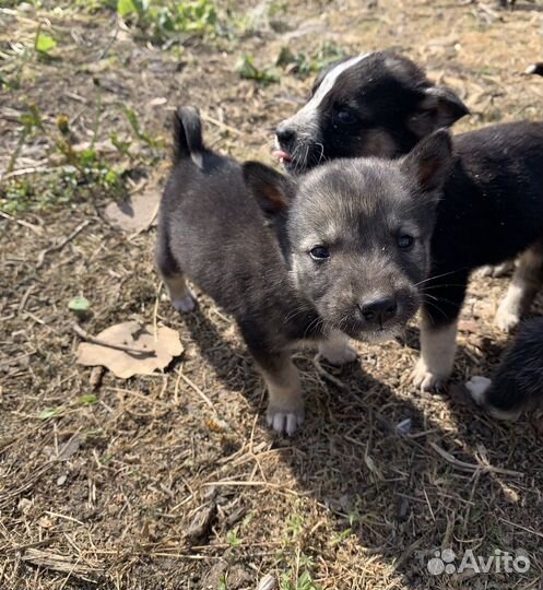 Щенки в добрые руки даром