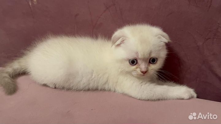 Шотландская