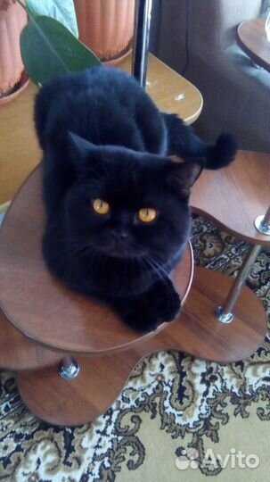 Кот ждёт кошку