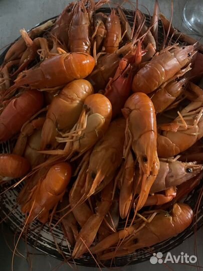 Рак австралийский красноклешневой