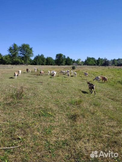 Козы, козочки, козлики, бычок, семья гусей