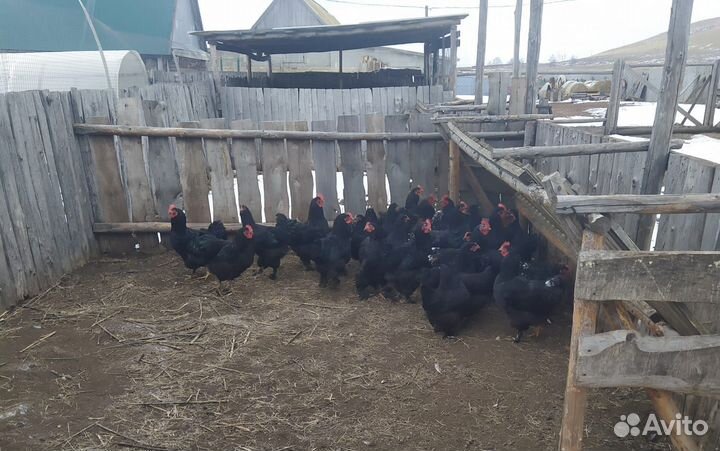 Молодые петухи