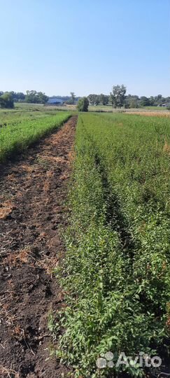 Сеянцы Магалепка Алыча Жердель (абрикос )