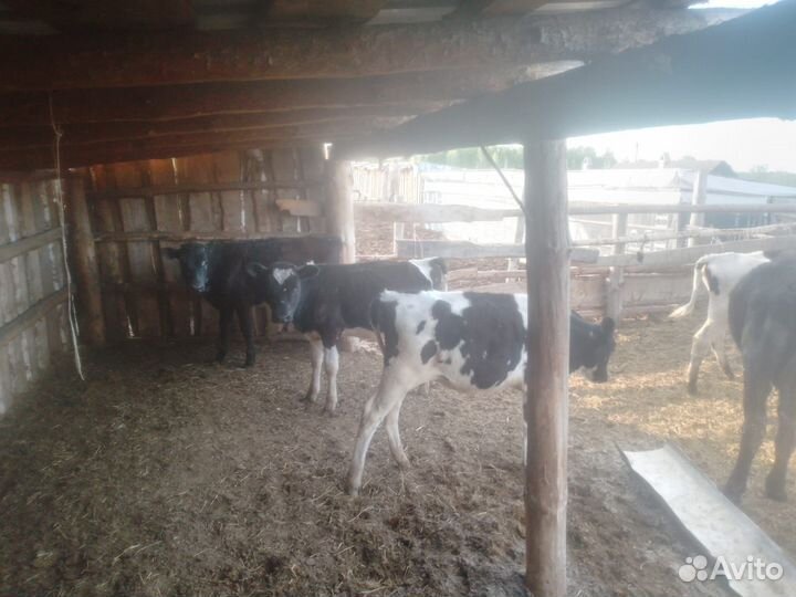 Телята телочки