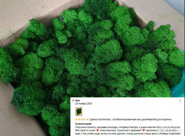 Стабилизированный мох для декора интерьера