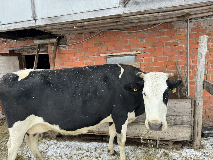 Корова дойная