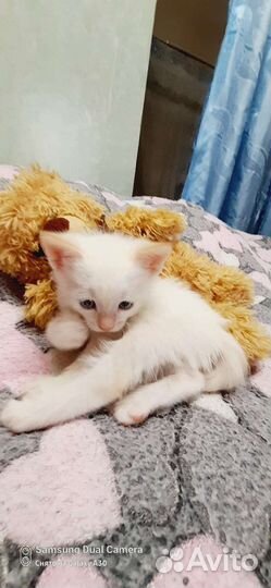 Отдам в добрые руки