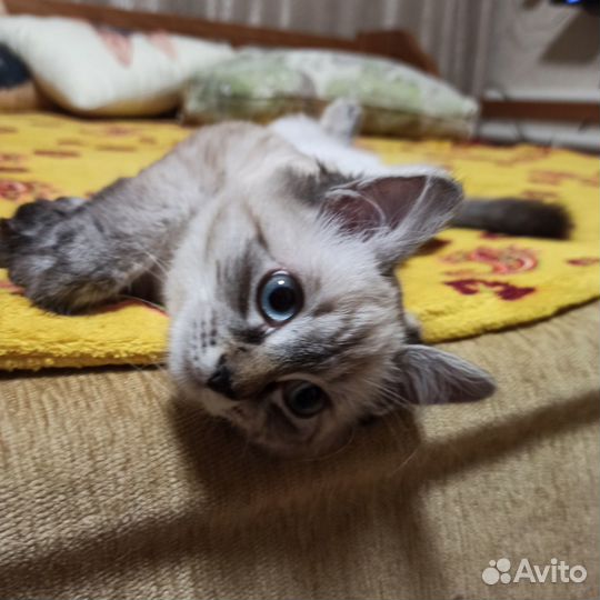 Котенок