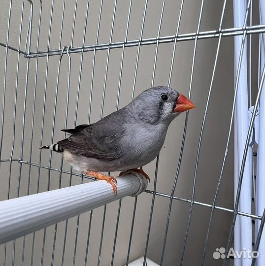 Зебровые амадины
