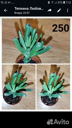 Суккуленты