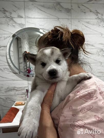 Продаются щенки