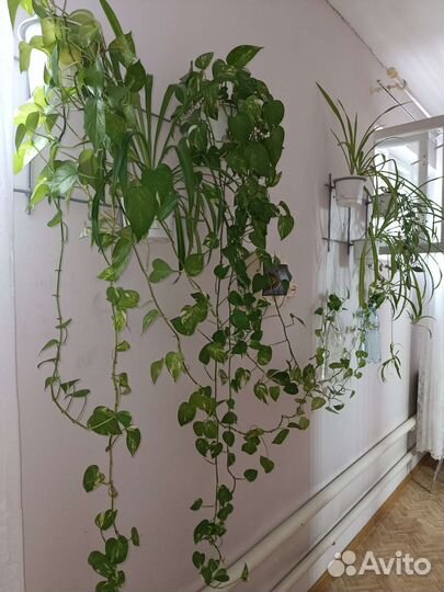 Эпипремнум (сциндапсус золотистый)