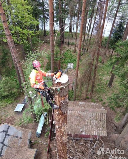 Спил деревьев, обрезка деревьев, удаление пней