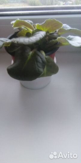 Фиалки синий и голубой цвета