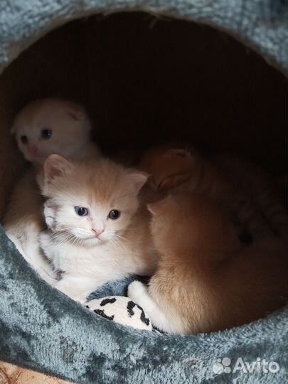 Котята в добрые руки 1 месяц