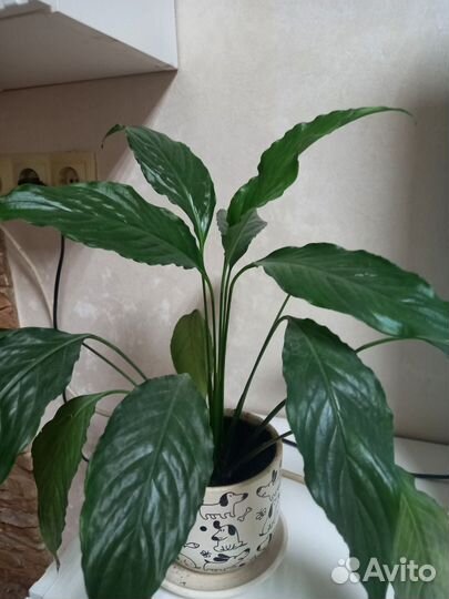 Спатифиллум