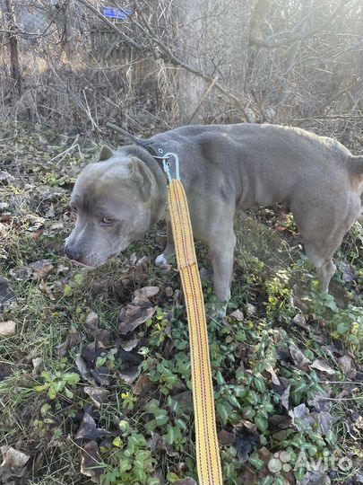 Вязка собак Питбуль